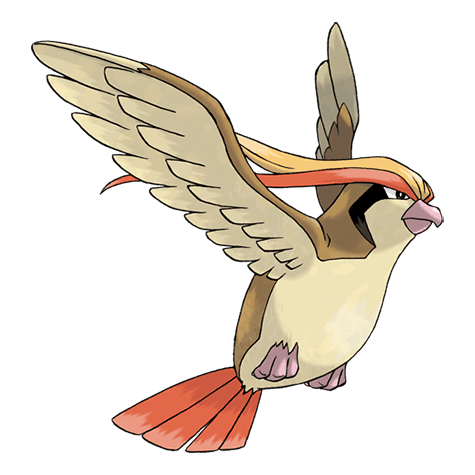 pidgeot image